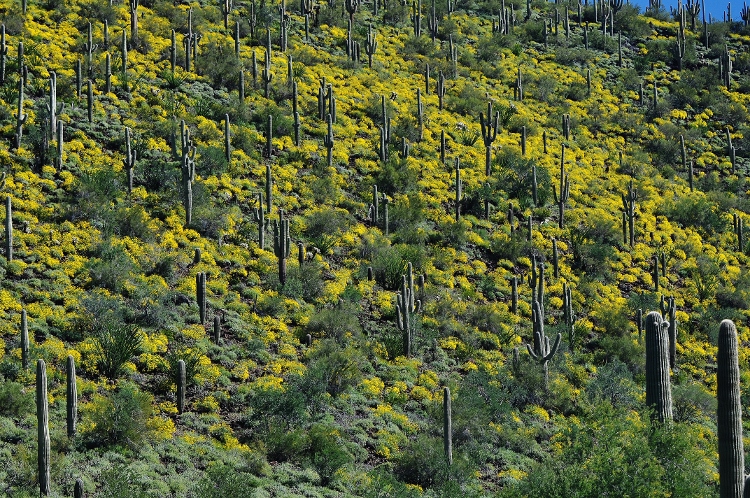 wildflowers